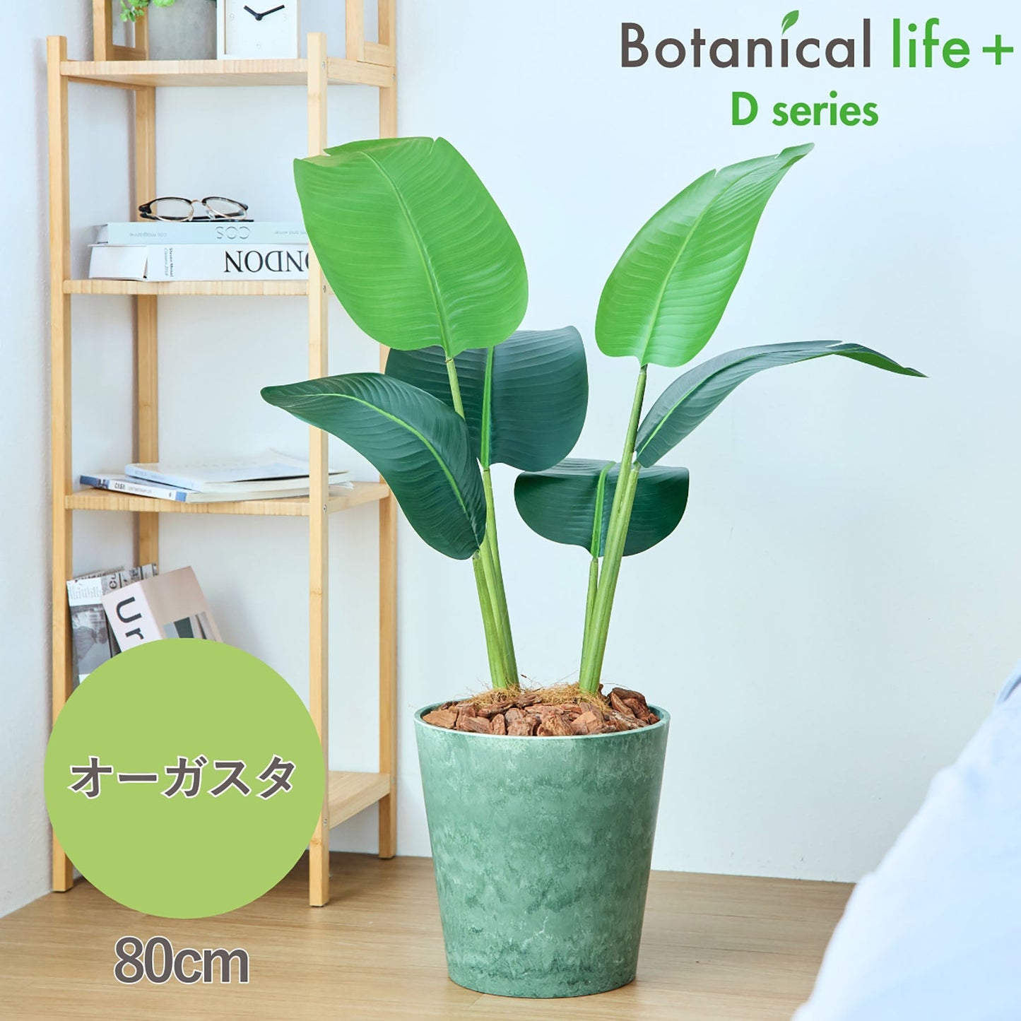 光触媒インテリアグリーン　オーガスタ　観葉植物　高さ８０ｃｍ