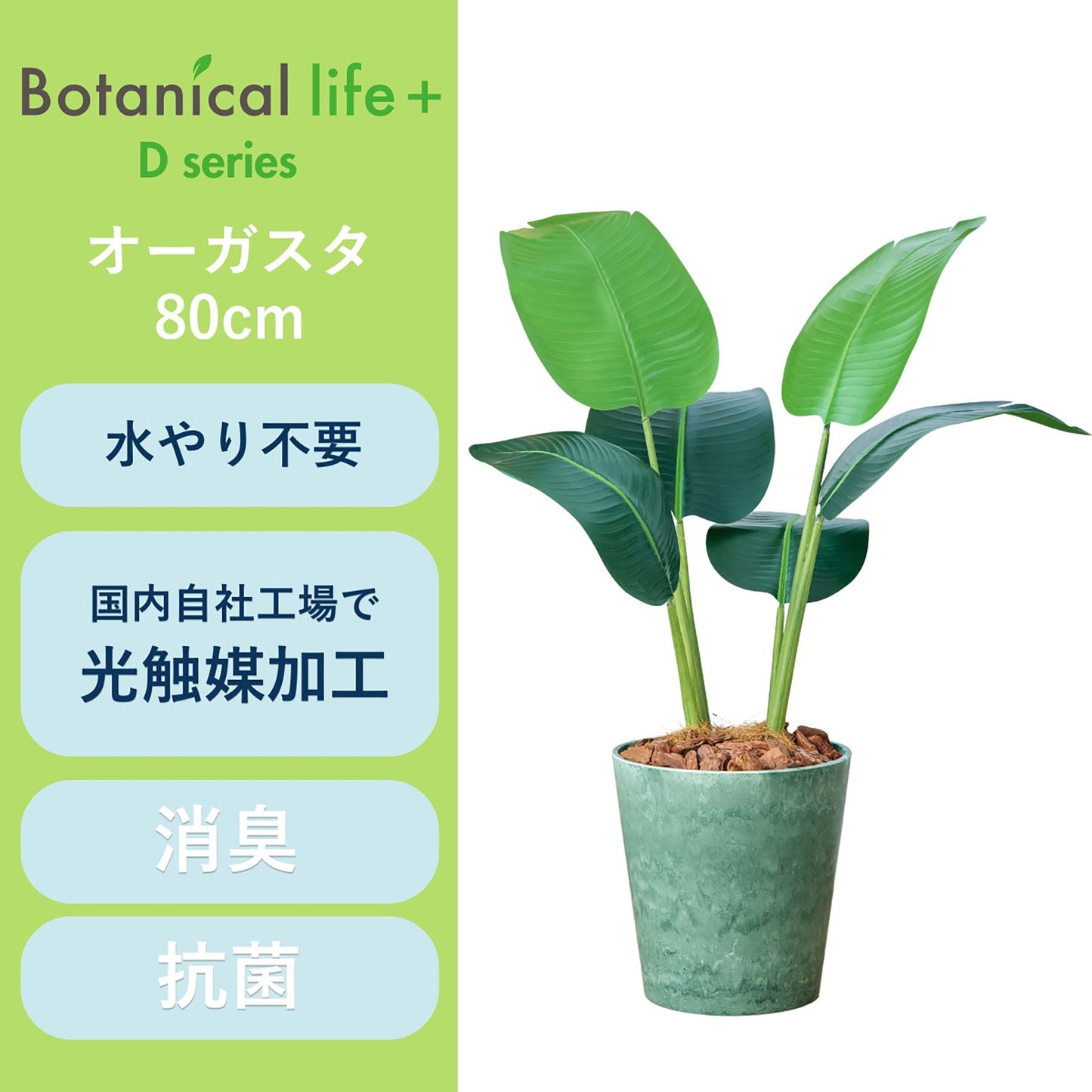 光触媒インテリアグリーン　オーガスタ　観葉植物　高さ８０ｃｍ