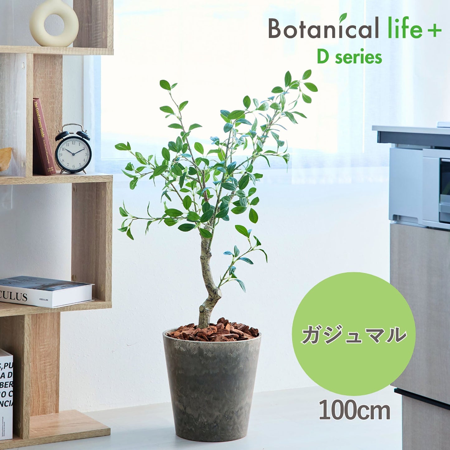 光触媒インテリアグリーン　ガジュマル　観葉植物　高さ１００ｃｍ